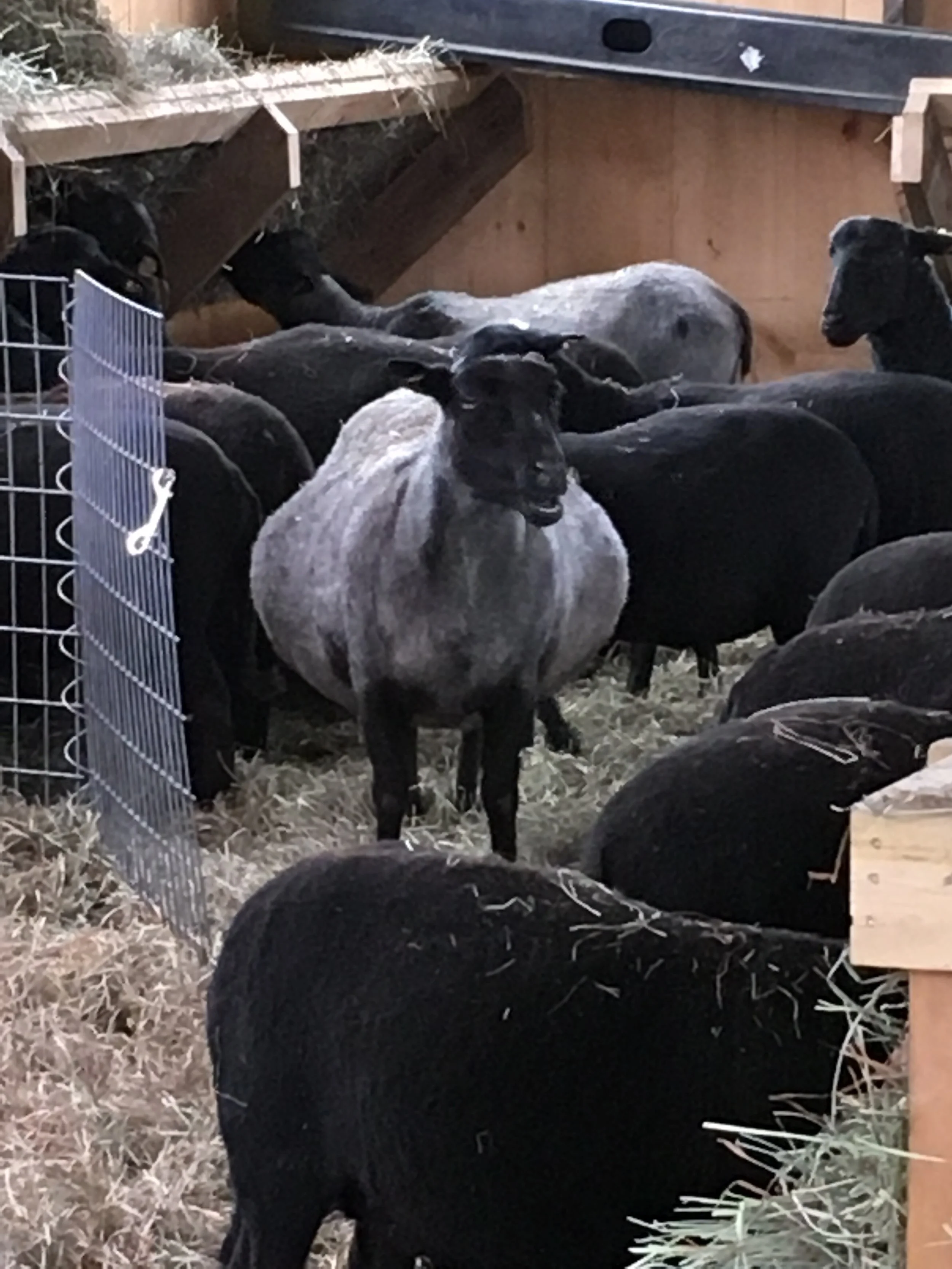 Gallery — Black Sheep Hill Farm